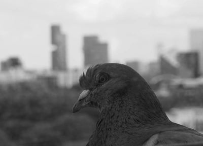 A curious pigeon
