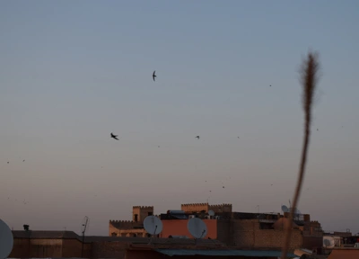 Swifts (maybe) over the rooftops of Marrakech Medina