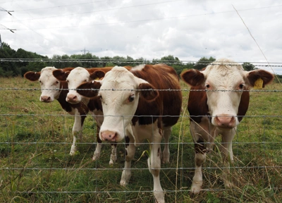 Cows near Walthamstow Wetlands